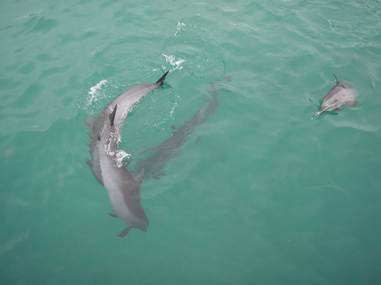 Dolphins in MOAP - Misamis Occidental.
