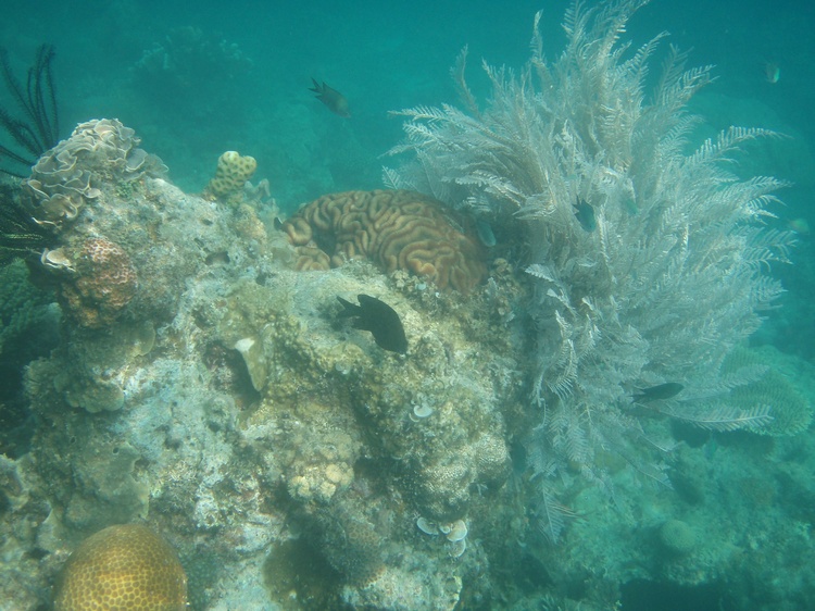 Snorkeling - Popototan Island (Evergreen House Reef) - Calamianes Islands, Palawan