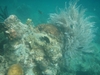 Snorkeling - Popototan Island (Evergreen House Reef) - Calamianes Islands, Palawan