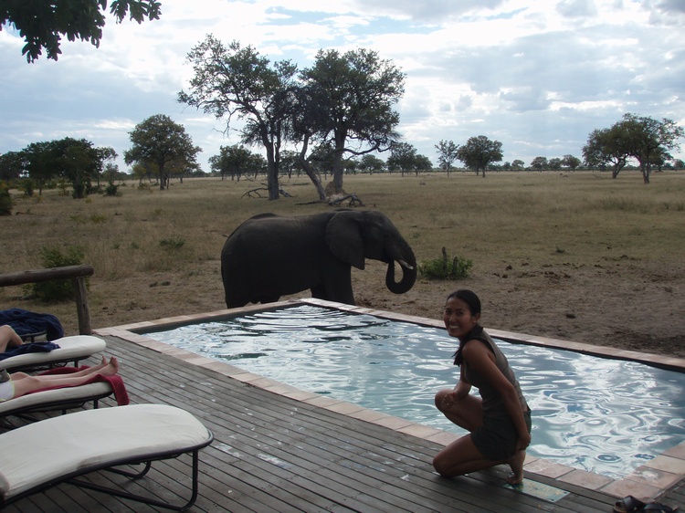 Wild elephant drinking from our pool at Makalolo Plains, Zimbabwe
