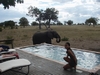 Wild elephant drinking from our pool at Makalolo Plains, Zimbabwe