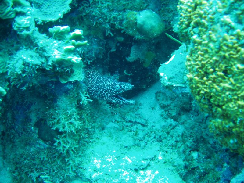 Spotted eel