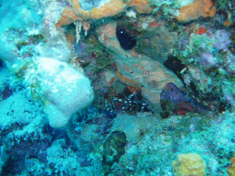 Banded coral shrimp