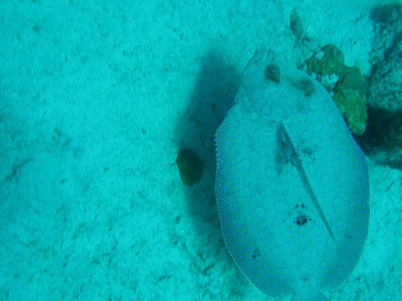 Flounder