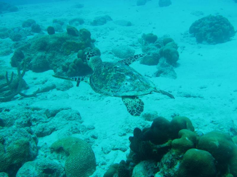 Baby turtles who’s been tagged