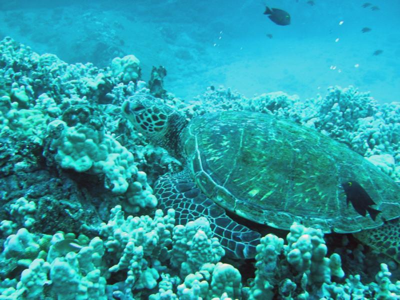 Maui Turtle cleaning station