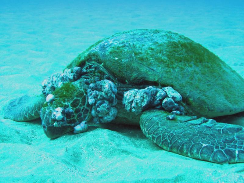 Maui Turtle with barnacles? growing on him