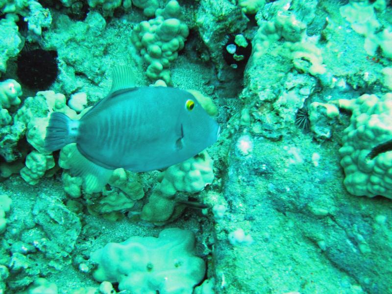 Yellow eyed trigger fish