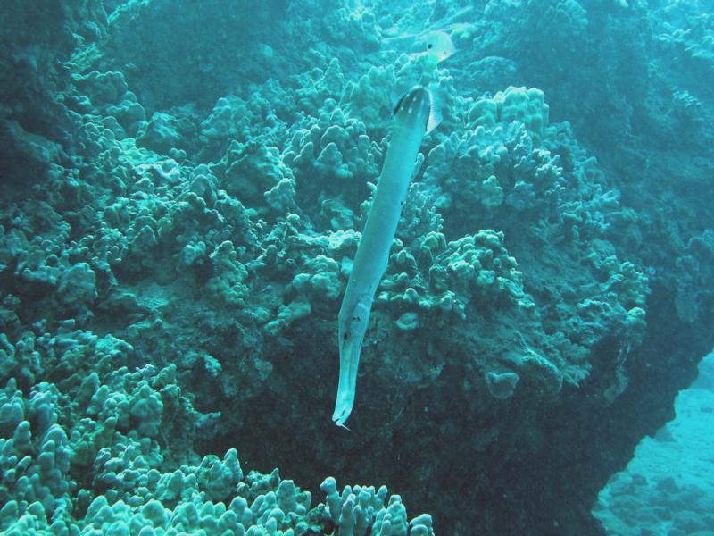Coronet fish
