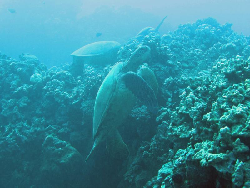 3 turtles at cleaning station