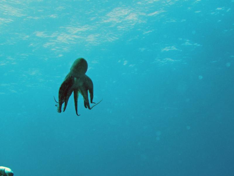 little octopus, Maui