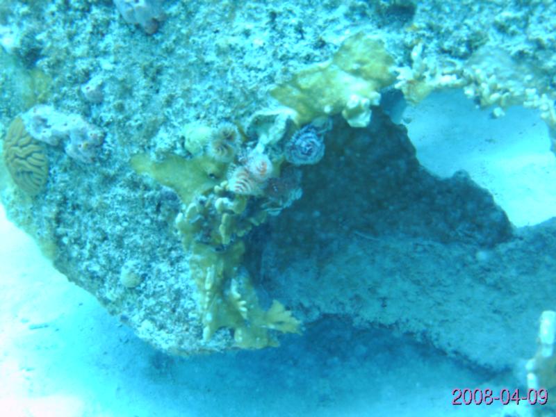 Curacao Christmas Tree worms