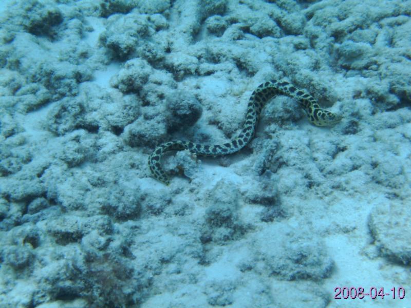 Curacao eel