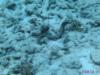 Curacao eel