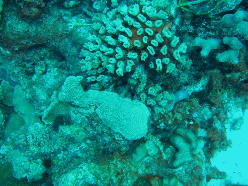 Bonaire Rose Coral