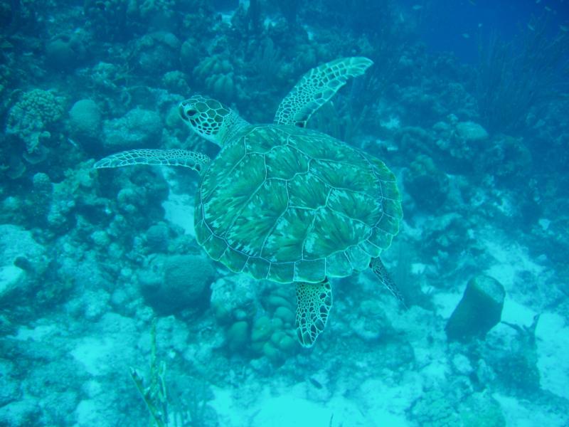 Bonaire Turtle