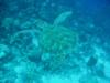 Bonaire Turtle