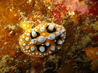 Nudibranch02