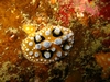 Nudibranch02