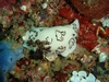 Nudibranch03