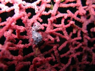 Pigmy Seahorse