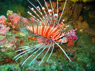 Lion Fish01