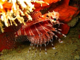 Lion Fish02