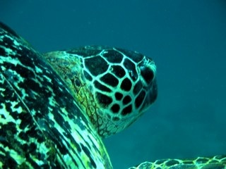 Turtle02