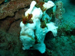 Frog Fish