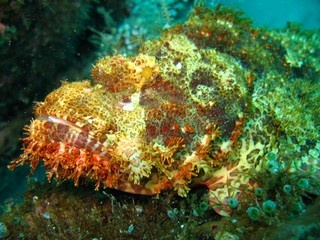 Scorpion Fish