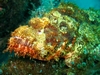 Scorpion Fish