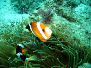 Clown Fish01