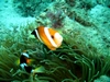 Clown Fish01