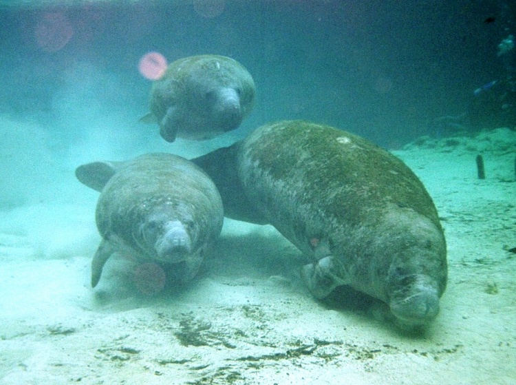 Manatees, Three Sisters, Crystal Riiver, FL