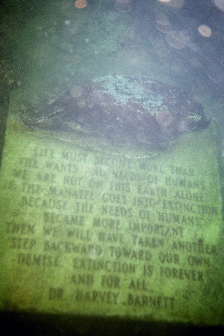 Manatee Statue, Crystal River, FL