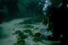 Rainbow River, Dunnellon, FL