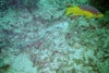 Golden Spotted Moray Eel, West Palm Beach, FL