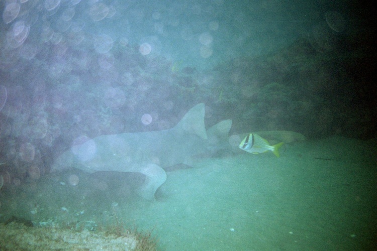Nurse Shark, West Palm Beach, FL