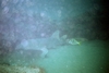 Nurse Shark, West Palm Beach, FL