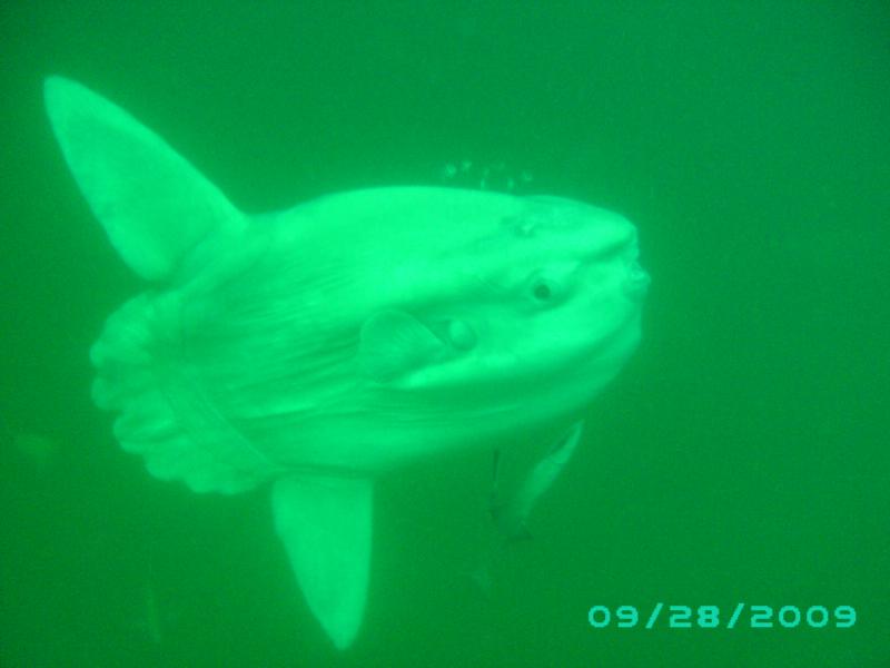 Atlantic Sun Fish, Morehead City, NC