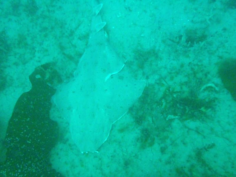 Angel Shark off Catalina Is. 