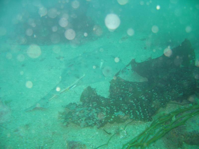 Angel Shark off Catalina Is. CA