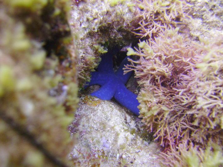 Blue Starfish Guam