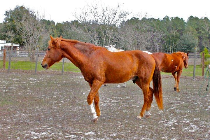 my horse, Captain