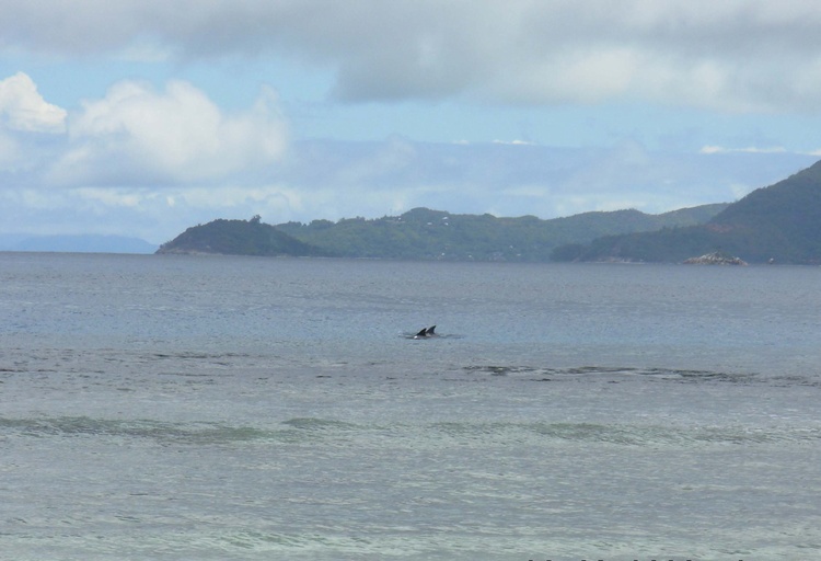 My 1st wild dolphins