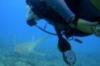 Diving in Seychelles
