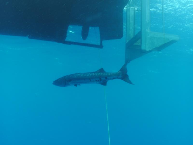 6 foot Barracuda off dive lift, Hatteras, NC August 13, 2011, Capt. JT Dive Boat