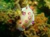 Nudibranch, Inchcape 1 (35m), Fujairah