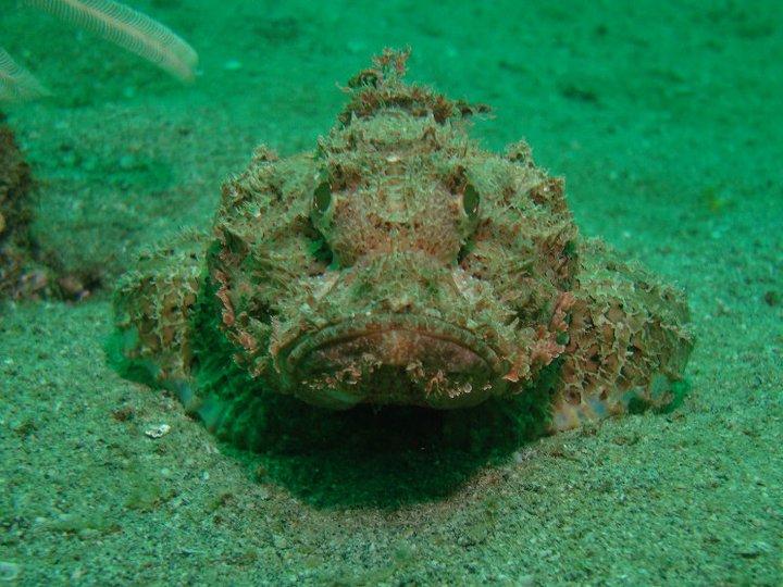 Scorption Fish, Inchcape 1 (35m), Fujairah