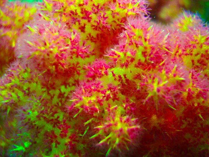 Teddybear Corals, Martini Rock, Fujairah
